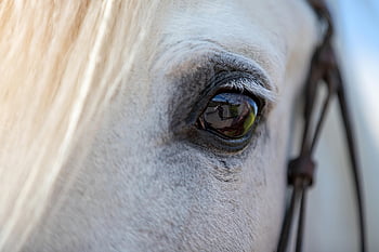 horse, head, eye, animal, nature, white Horse, equine, closeup, close Up