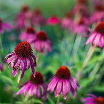 echinacea purpurea, fiori delicati, giardino fiorito, echinacea vibrante, Piena fioritura, sfondo verde sfocato, fiori viola, fiori da giardino, fiori di echinacea, fotografia floreale, fotografia naturalistica