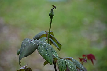 rose bud, όμορφα λουλούδια, ΤΡΙΑΝΤΑΦΥΛΛΟ, βροχές, μπουμπούκι, τριαντάφυλλο, βροχή, υγρό φυτό, υγρό αυξήθηκε, σταγονίδια βροχής, βρεγμένος