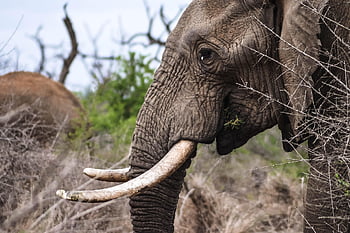 slon, zvíře, savec, slon africký, divoký, kufr, kel, pachyderm, velké zvíře, velký savec, Afrika