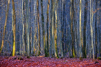 les, barva, modrý, Červené, podzim, krajina, barvitý, Příroda, světelný, magie, strom