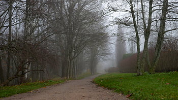 park, drzewa, ścieżka, mgła, ulica, chodnik, pusty, Miasto, miejski, drzewo, na wolnym powietrzu