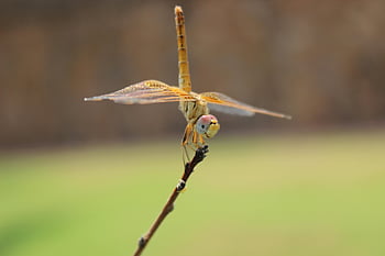 libellula gialla, fotografia ravvicinata, ramoscello marrone, colpo di macro, Dragonfly vibrante, Dragonfly appollaiata, Macro dettagliata, sfondo sfocato, fotografia naturalistica, fotografia di insetti, libellula appollaiata su un ramoscello