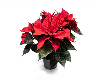 julstjärna, växt, natur, pott, jul, dekoration, blomma tapeter, vackra blommor, blomma bakgrund, säsong, vinter-