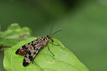 scorpion Fly, insect, male, leaf, garden, nature
