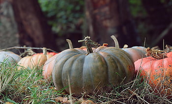 Kürbis, Gemüse, Ernte, quetschen, produzieren, Lebensmittel, gesund, Landschaft, Natur
