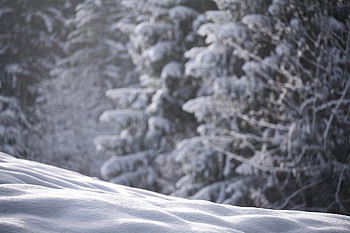 snow, winter, wintry, nature, new Zealand, powder Snow, winter Landscape, cold, winter Forest, landscape