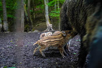 divočák, prase, prasnice, zvíře, Příroda, zoo, savců, štětiny, les, divoký, sele