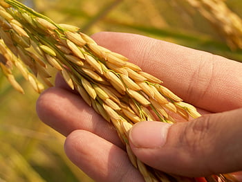 Hand vasthouden tarwe, rijpe gouden rijst, close-up fotografie, landbouwgebied, natuurlijke oogst, graangewassen, Levensstijl voor landbouw, landelijke scène, gouden granen, hand in veld