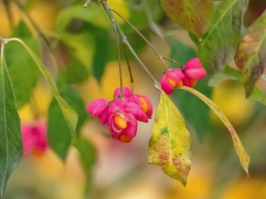euonymus, pink Flowers, garden, autumn, nature