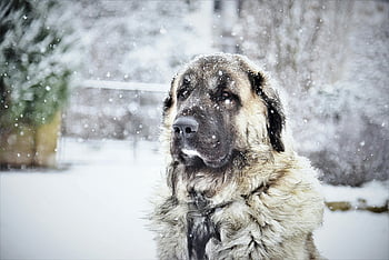 adulto fawn kangal, cane da pastore kangal, Giornata invernale nevosa, Paesaggio gelido, scenario invernale, grande cane, cane all'aperto, Paesaggio innevato, paesaggio invernale, cane nella neve, inverno sereno