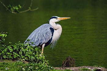 volavka popelavá, volavka, jezero, pták, Příroda, volně žijících živočichů, zvíře, voda, vodní pták, brodivý pták, křičící pták