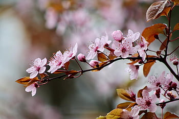cherry Plum, flowering Branch, ornamental Plum, plum Blossoms, blossom, bloom, spring, pink Flowers, blooming Branch, nature, to Flourish