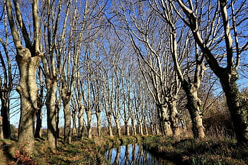 nature, trees, plane Trees, winters, stream, environment, drink, landscape, path