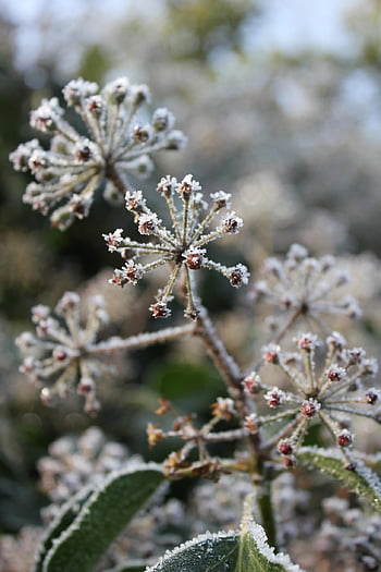 winter, nature, ivy, seed Pods, frost, wildflowers
