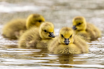 birds, geese, goslings, young, baby, hatchlings, water, river, swim, nature, wildlife