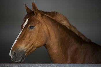 brown horse, white blaze, close-up, indoor photography, soft lighting, detailed shot, horse portrait, brown and white horse, equine photography, animal photography, studio shot