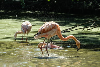 flamingos, bathing, birds, water, long-legged, long-necked, wading Bids, feathers, plumage, ave, avian
