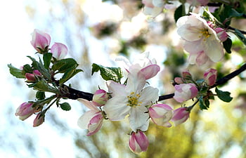 apple Blossom, flowers, branch, buds, spring, bloom, blossom, apple Tree, fruit Tree, tree, nature
