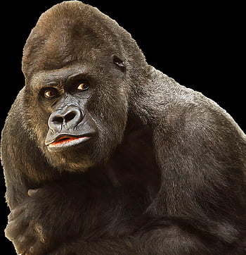 gorilla, scimmia, natura, primate, animale, selvaggio, maschio, Silverback, mammifero, viso, forte