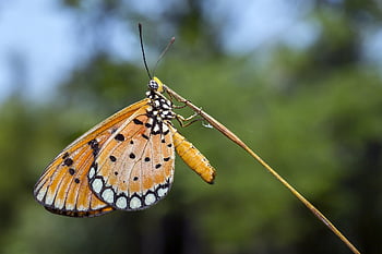 plain, tiger, danaus, chrysippus, butterfly, tropical, thailand, asia, beauty In Nature, detail, summer