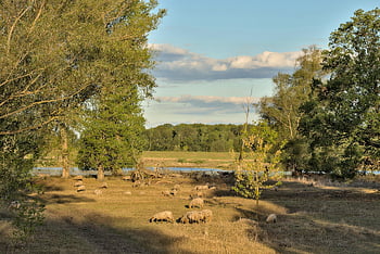 sheep, flock Of Sheep, farm Animals, pasture, livestock, animals, ecology, nature, agriculture, ziltendorfer Lowland, rural