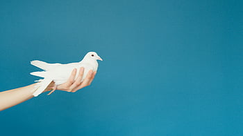 bílý pták, osoby rukou, bílá holubice, odpočívá, symbolizující mír, Modré pozadí, klidný, holubice po ruce, symbol míru, bílý holub