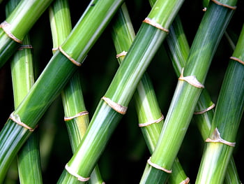 bamboo, stalks, plant, chinese Dwarf Bamboo, hedge, nature, patterned Cross, pattern, texture, closeup, chinese Bamboo