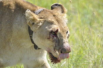 lev, Afrika, lvice, domácí zvíře, Příroda, volně žijících živočichů, dravec, safari, zvíře, Kočkovitý, kočka