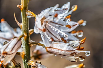 bloem, stampers, dauw, bloemblaadjes, bloeien, nat, dauwdruppels, druppeltjes, flora, fabriek, natuur
