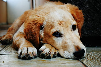golden retriever, puppy, lying down, relaxed expression, indoor, brown wooden floor, tan and white coat, short coat dog, cute dog, pet photography, animal photography