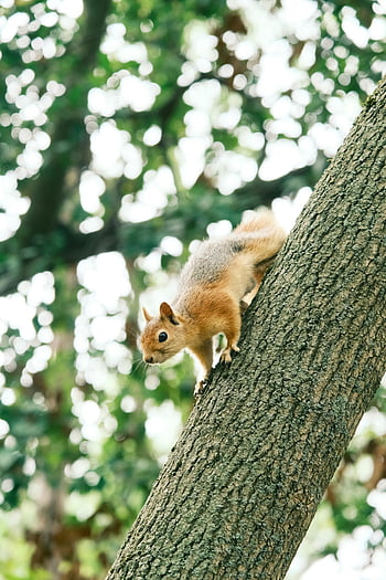 squirrel, tree, park, Istanbul, urban wildlife, climbing, curious, nature, outdoors, animal, photography