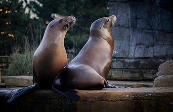 sea Lion, seals, mammal, water, zoo, nature, animals