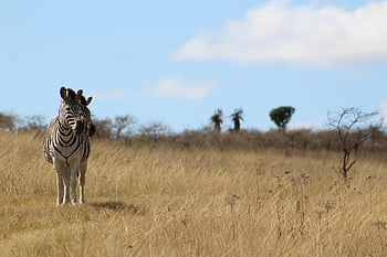 zebra, rumput, alam, padang rumput, bidang, safari, Afrika, sabana, garis-garis, margasatwa, lanskap afrika
