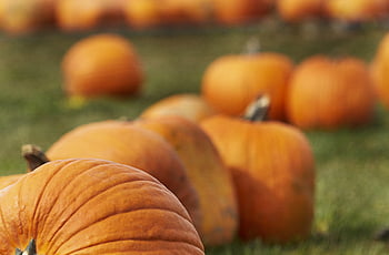 fall pumpkins background, agriculture, autumn, background, close-up, decoration, fall, food, garden, halloween, harvest