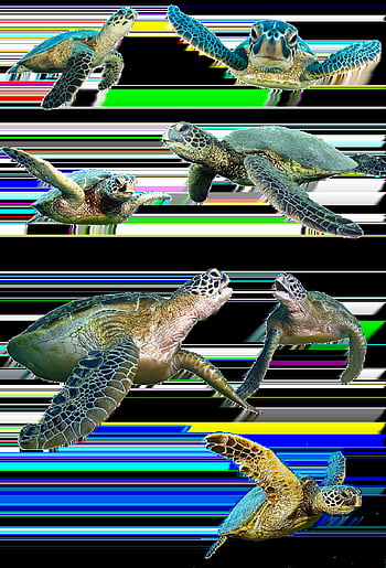 tortoise, isolated, water Turtle, nature, tank, tortoise Shell, animal, reptile