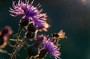 insetto, zanzara, entomologia, impollinazione, macro, natura, avvicinamento