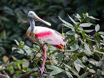 roseate Spoonbill, bird, pink, nature, wildlife, spoonbill, florida