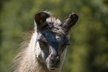 lama, brown, lama Head, fur, fluffy, animal, nature, mammal, summer, close Up