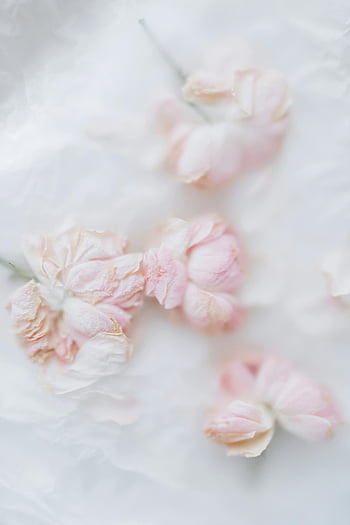 dry pink flowers, white background, soft pink roses, dreamy style, faded artistic, white backdrop, floral art, delicate petals, pastel colors, romantic aesthetic, minimalist composition