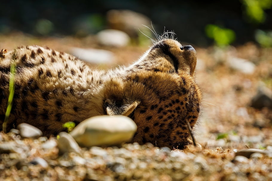 cheetah, predator, wildlife, africa, wildcat, fur, portrait, napping, sun