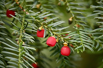 european Yew, taxus Baccata, common Yew, poisonous Plant, poisonous, tree, nature, shrub, conifer, close Up