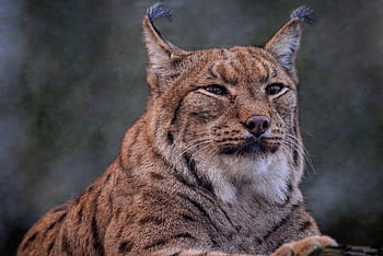 Eurasischer Luchs, Luchs, Europäischer Luchs, wilde Katze, katzenartig, Säugetier, Jäger, Raubtier, Natur, Fleischfresser, große Katze