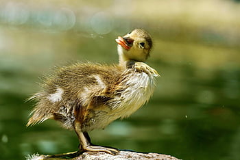 duckling, bird, chick, duck, feathers, plumage, beak, fluff, nature