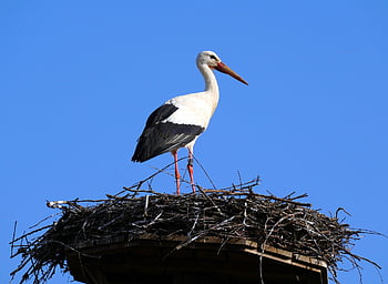 こうのとり、 鳥、 ガラガラコウノトリ、 ネスト、 自然、 動物
