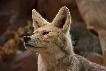コヨーテ、 野生動物、 動物、 肉食動物、 捕食者、 哺乳類、 自然、 肖像画、 危険な、 可愛い、 毛皮