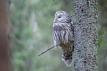 ural Owl, owl, bird, animal, woodland, wildlife, bird Of Prey, falconry, nature, carnivore, forest