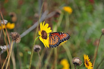 insect, butterfly, entomology, pollination, nature, wings, wildlife, garden, summer, plant