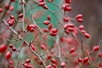 šípky, psí růže, Agregované ovoce, rosa canina, keř, organický, ovoce, růst, botanika