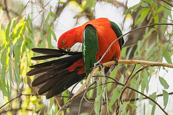 papoušek australský král, Papoušek, pták, královský papoušek, alisterus scapularis, zvíře, preening, peří, účtovat, Příroda, zobák